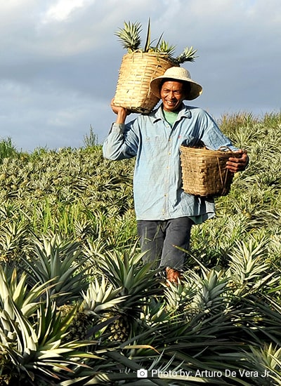 Assessing Handling Practices and Loss Factors in the Pineapple Value Chain in Camarines Norte, Philippines